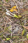 Wiregrass gentian